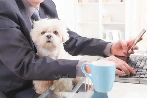 Pets in the workplace